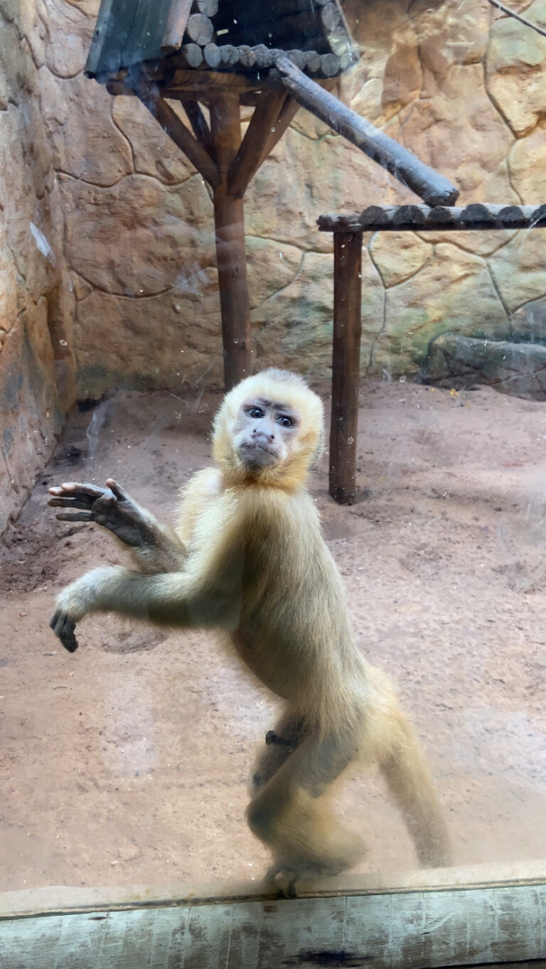 Macaco Prego