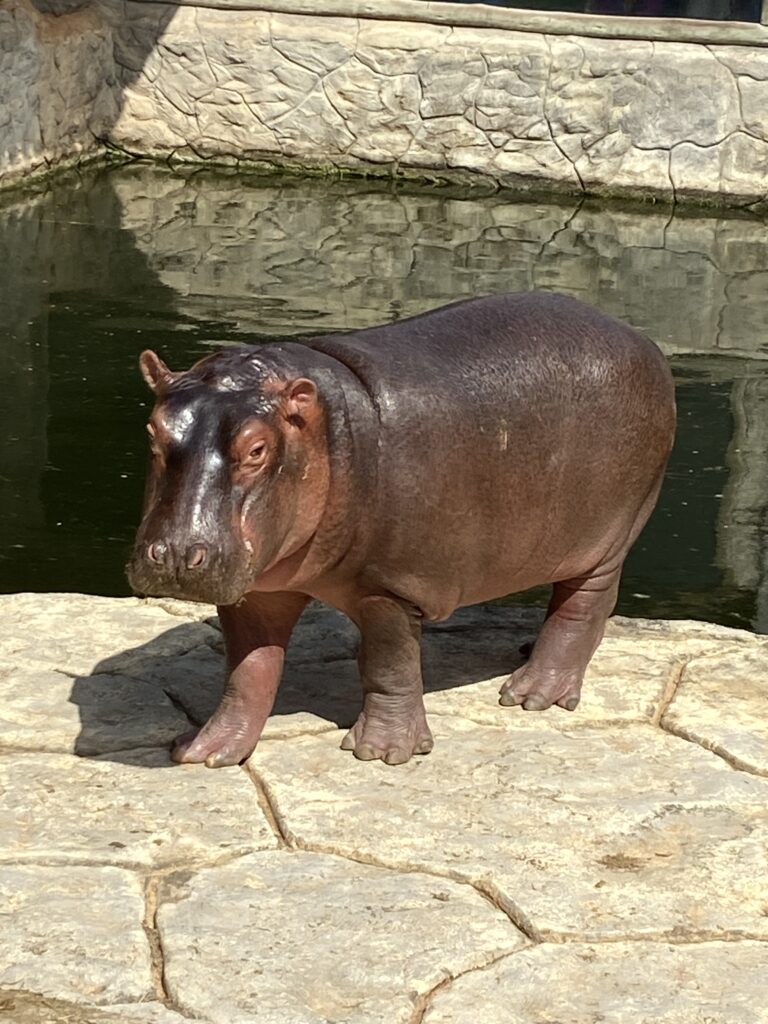 Teco
