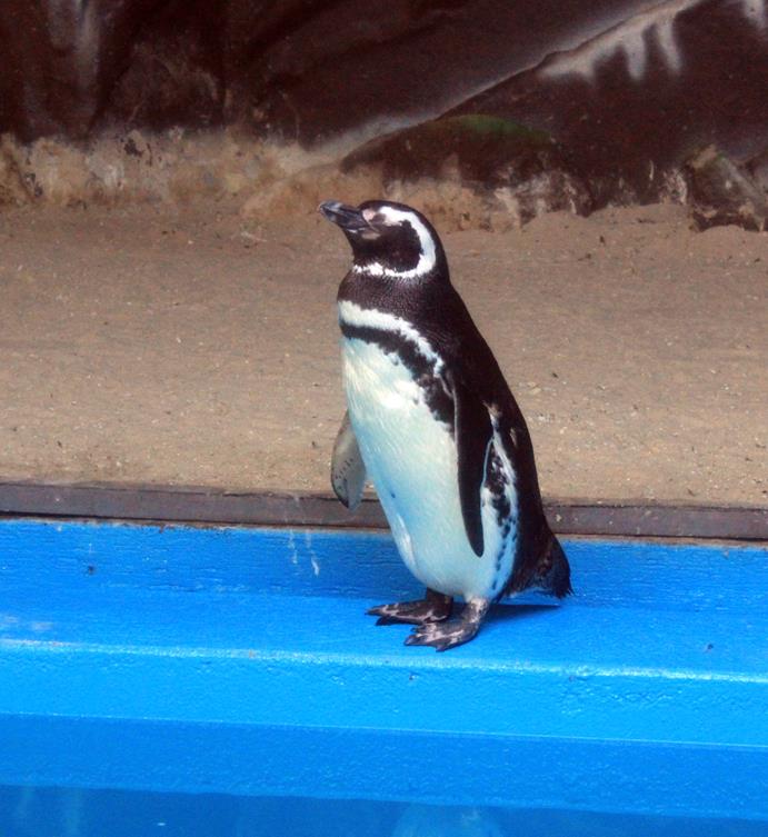 Pinguinário