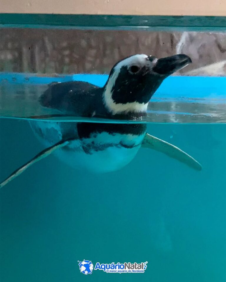Pinguinário