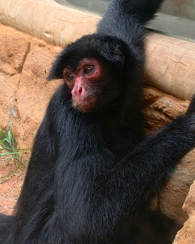Macaco Prego